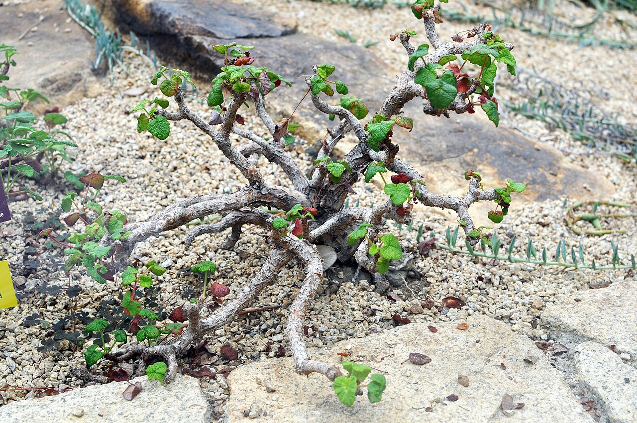 Old father live forever: Pelargonium cotyledonis Botanical Conservatory of Brest Native name Conservatoire botanique national de Brest Location Brest , France Coordinates 48° 24′ 10.35″