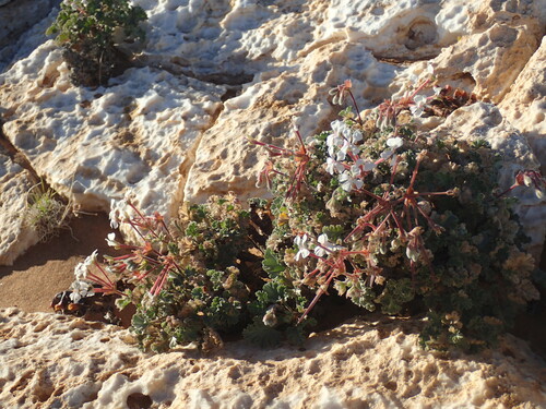 Pelargonium crassicaule (Pelargonium crassicaule)