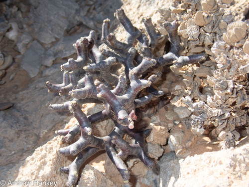 Pelargonium crassicaule (Pelargonium crassicaule)