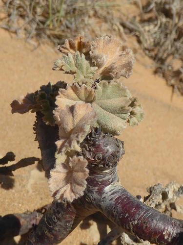 Pelargonium crassicaule (Pelargonium crassicaule)
