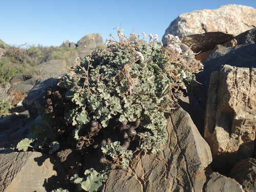 Pelargonium crassicaule (Pelargonium crassicaule)