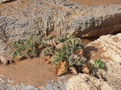 Pelargonium crassicaule (Pelargonium crassicaule)
