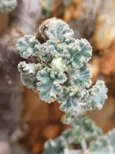Pelargonium crassicaule (Pelargonium crassicaule)