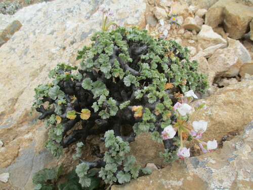 Pelargonium crassicaule (Pelargonium crassicaule)