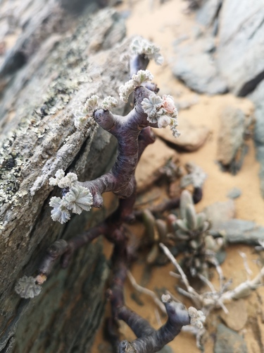Pelargonium crassicaule (Pelargonium crassicaule)