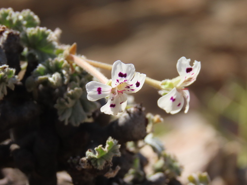 Pelargonium crassicaule (Pelargonium crassicaule)