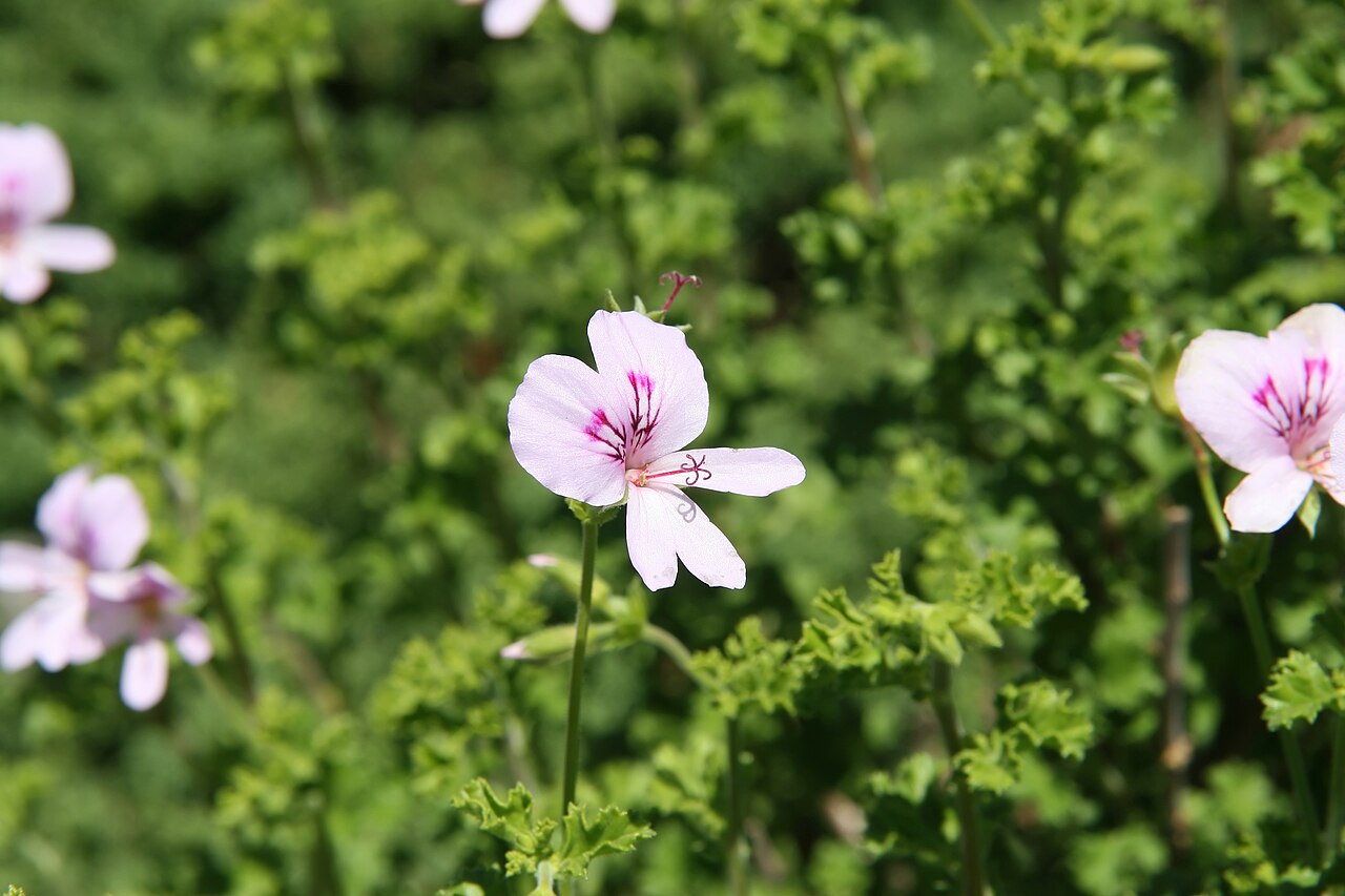 Pelargonium crispum: Location taken: the United States National Arboretum, Washington D.C.. Names: Pelargonium crispum L'H?r., Finger bowl geranium, Lemon geranium, Lemon scented ge
