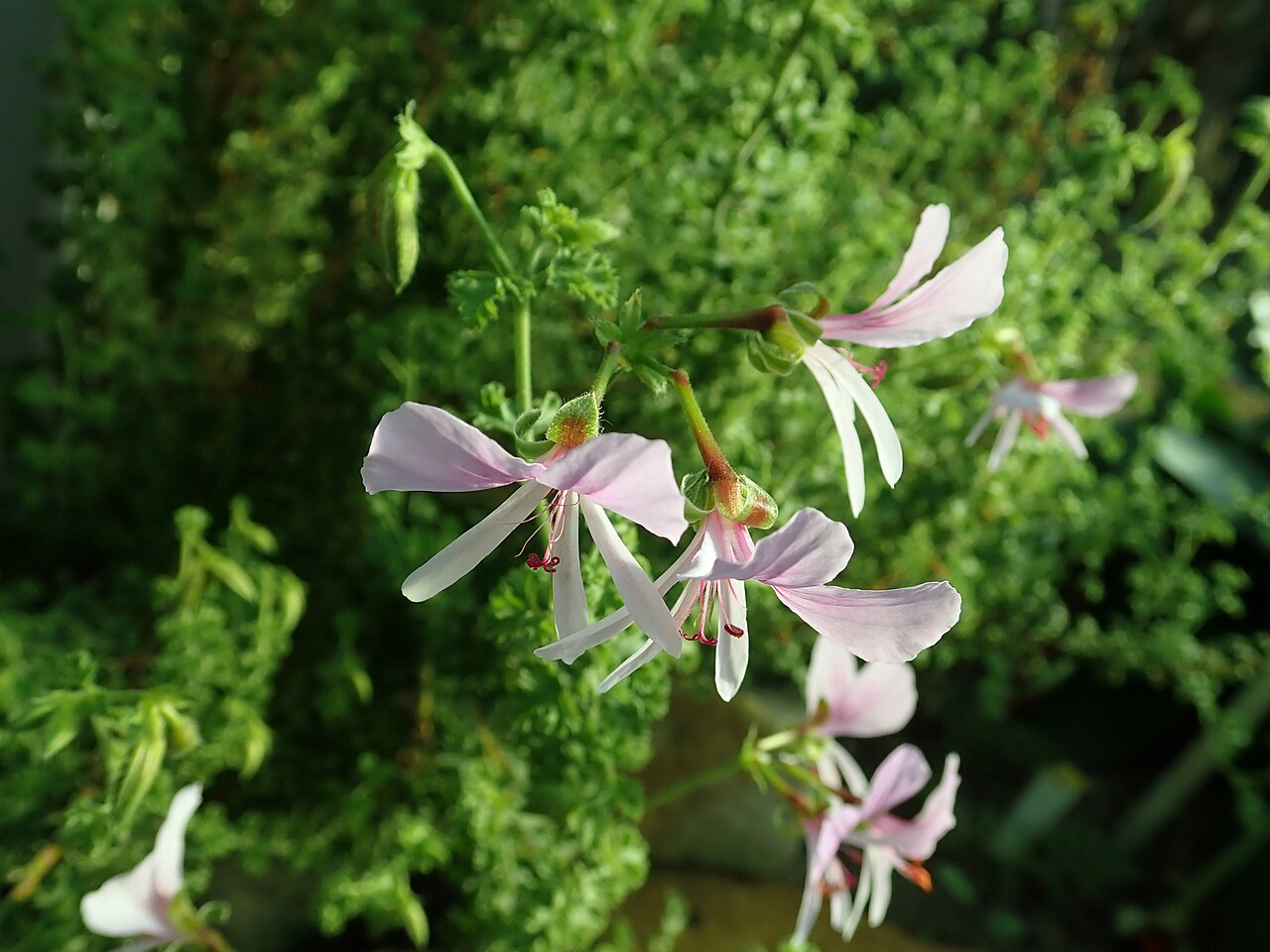 Pelargonium crispum: Pelargonium crispum , botanical garden in Berlin.