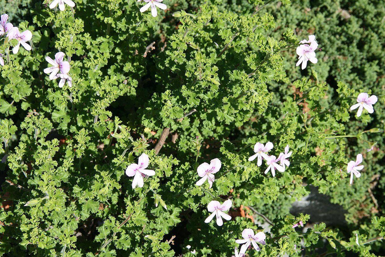 Pelargonium crispum: Location taken: the United States National Arboretum, Washington D.C.. Names: Pelargonium crispum L'H?r., Finger bowl geranium, Lemon geranium, Lemon scented ge