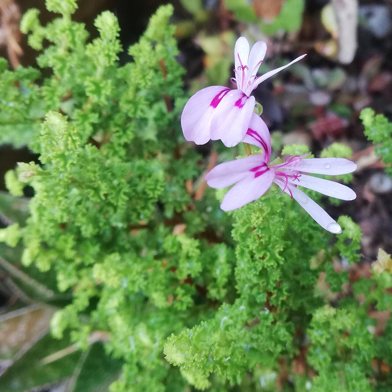 Pelargonium crispum: Pelargonium crispum, Swellendam