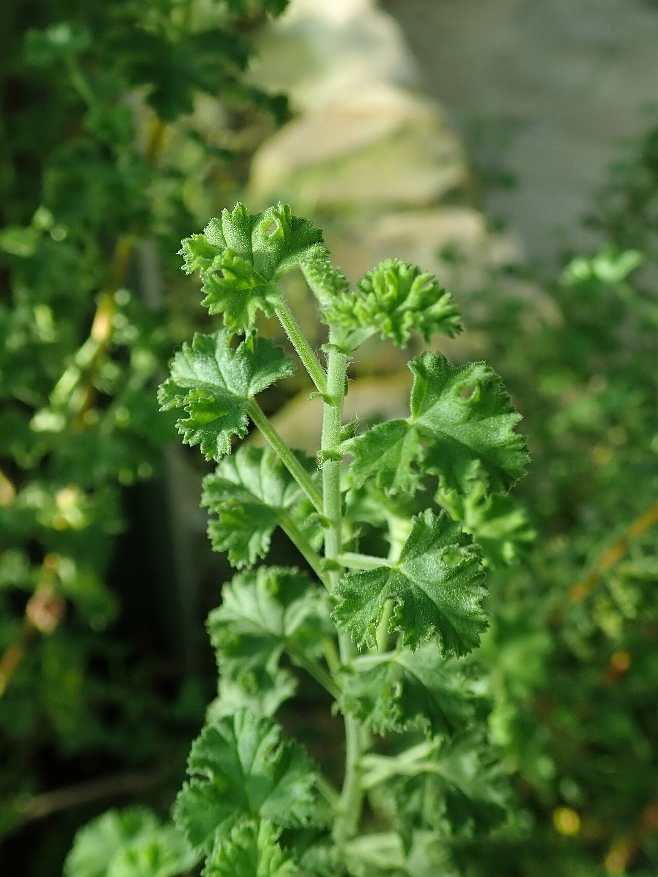 Pelargonium crispum: Pelargonium crispum , botanical garden in Berlin.
