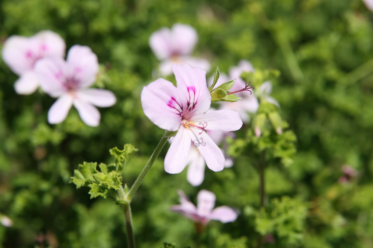 Pelargonium crispum: Location taken: the United States National Arboretum, Washington D.C.. Names: Pelargonium crispum L'H?r., Finger bowl geranium, Lemon geranium, Lemon scented ge