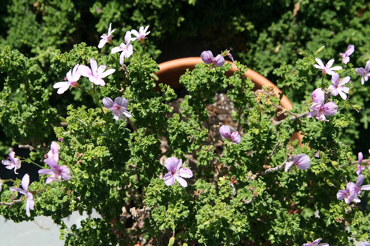 Pelargonium crispum: Location taken: the United States National Arboretum, Washington D.C.. Names: Pelargonium crispum L'H?r., Finger bowl geranium, Lemon geranium, Lemon scented ge
