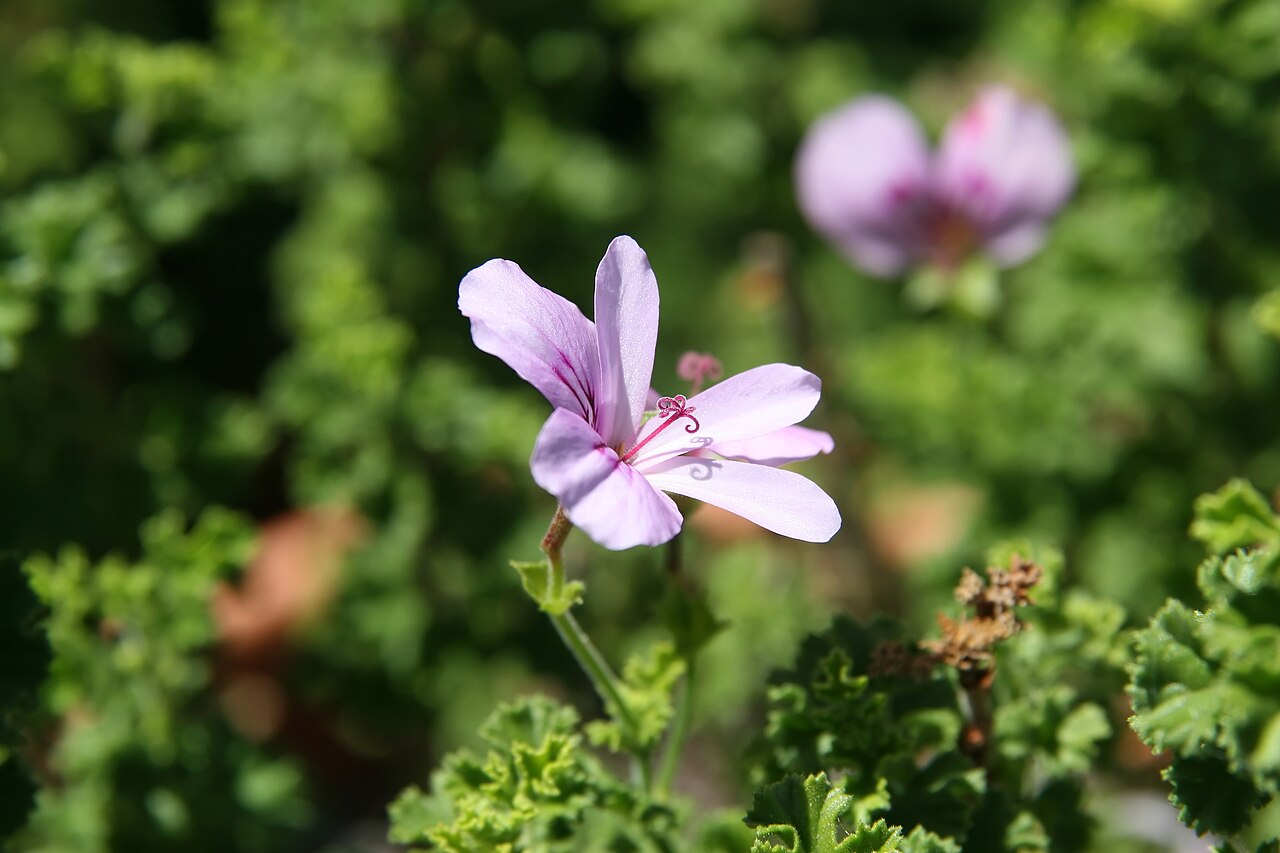 Pelargonium crispum: Location taken: the United States National Arboretum, Washington D.C.. Names: Pelargonium crispum L'H?r., Finger bowl geranium, Lemon geranium, Lemon scented ge