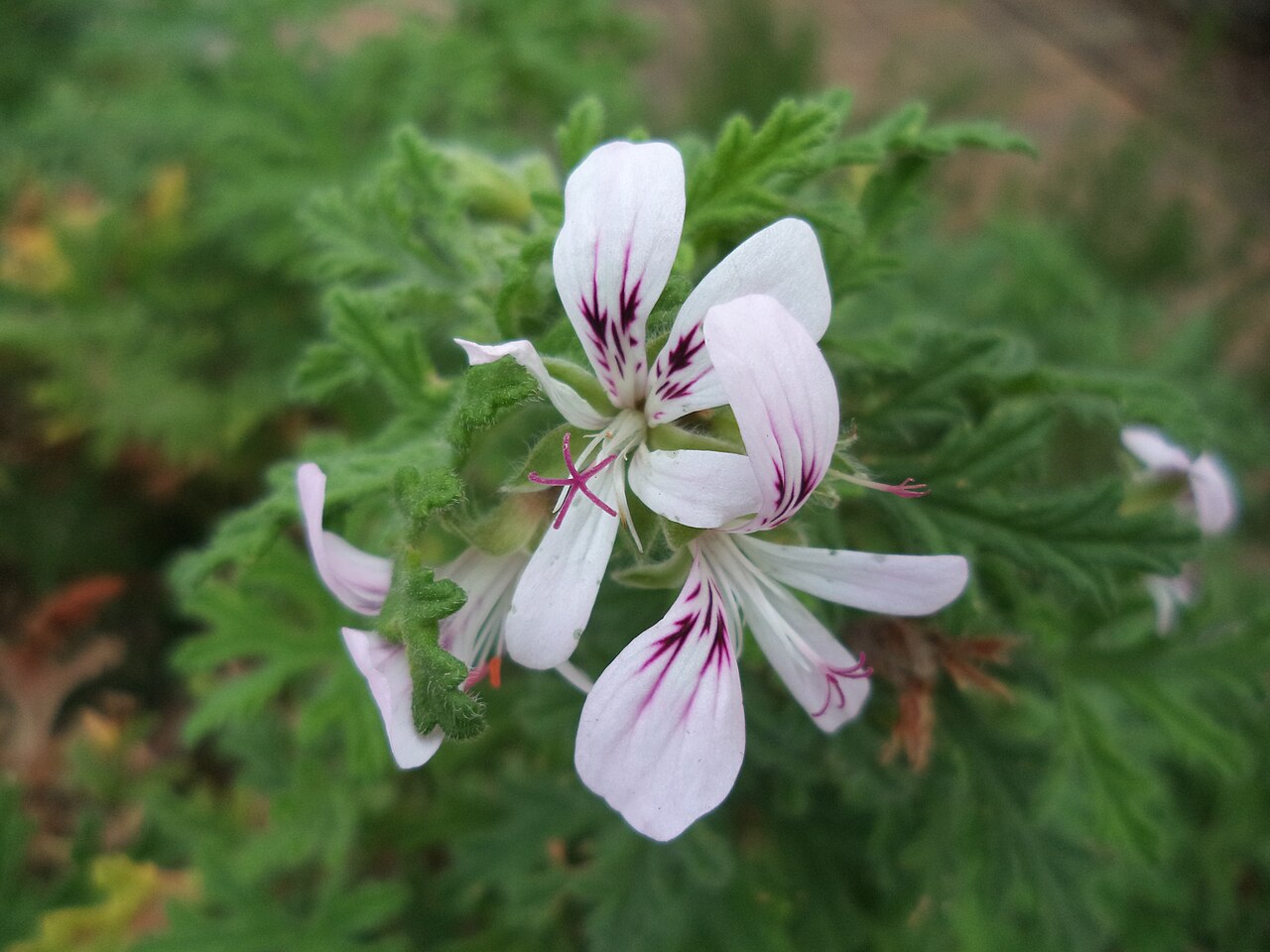 Pelargonium crispum: Flower of Pelargonium graveolens in the Kirstenbosch botanical garden