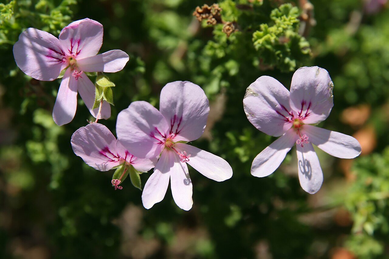 Pelargonium crispum: Location taken: the United States National Arboretum, Washington D.C.. Names: Pelargonium crispum L'H?r., Finger bowl geranium, Lemon geranium, Lemon scented ge