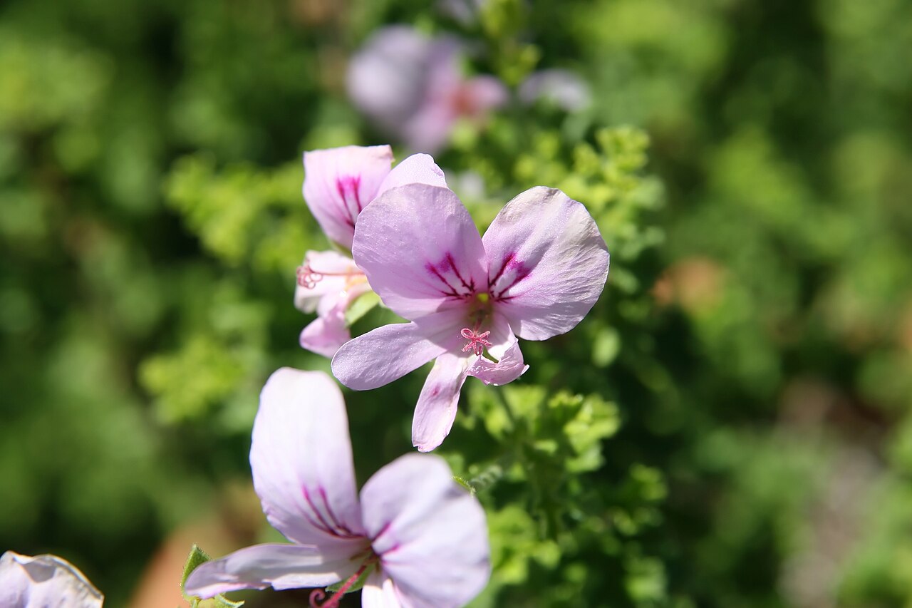 Pelargonium crispum: Location taken: the United States National Arboretum, Washington D.C.. Names: Pelargonium crispum L'H?r., Finger bowl geranium, Lemon geranium, Lemon scented ge