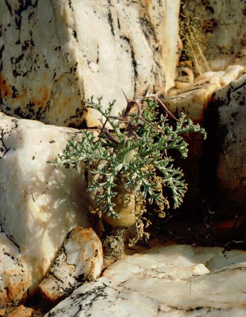 Pelargonium crithmifolium: Pelargonium crithmifolium Sm. - Richtersveld