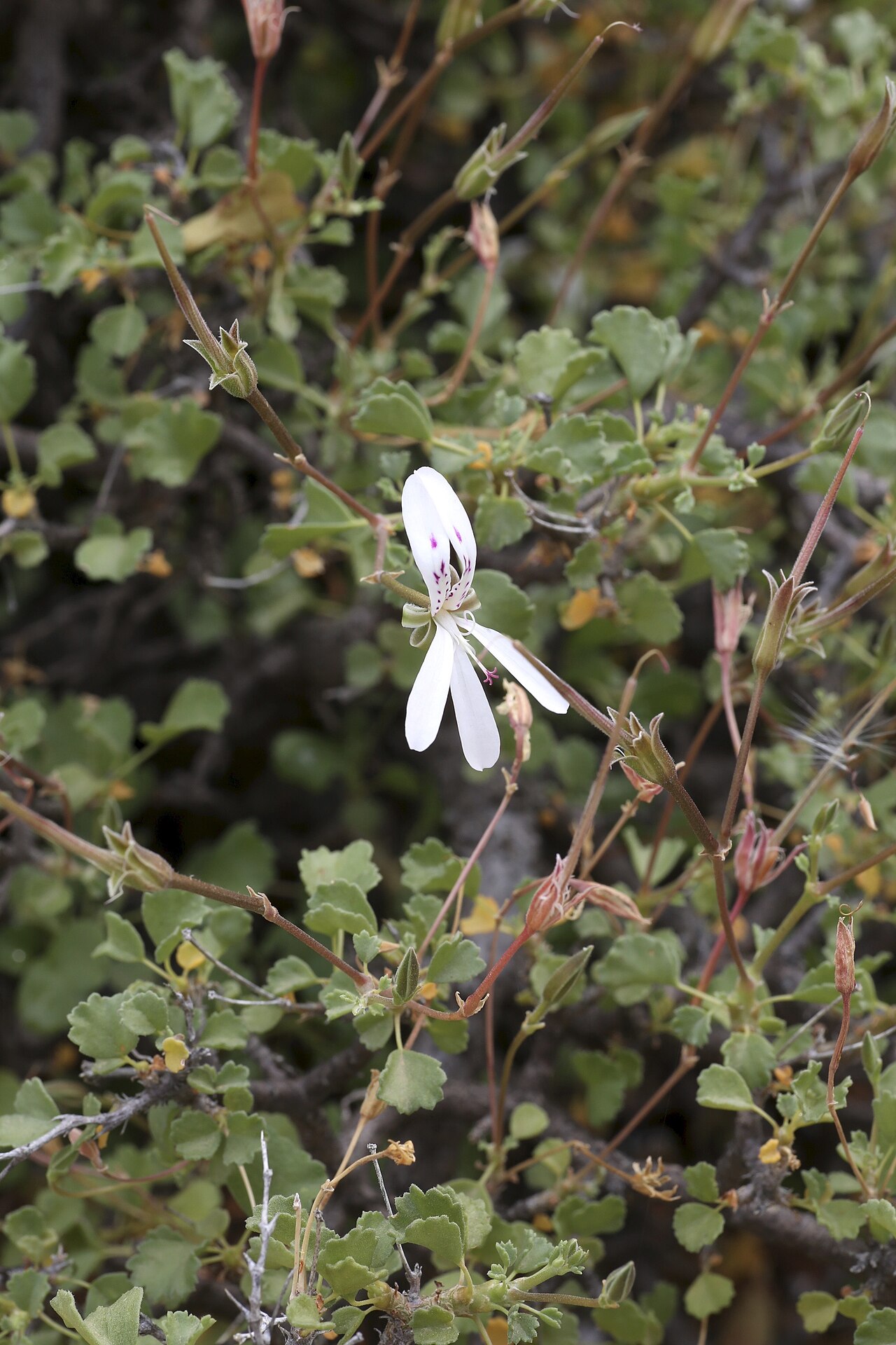 Pelargonium desertorum: Goegap Nature Reserve garden, Springbok, Namaqualand, Northern Cape, South Africa