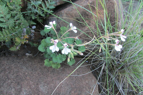 Pelargonium dichondrifolium (Pelargonium dichondrifolium)