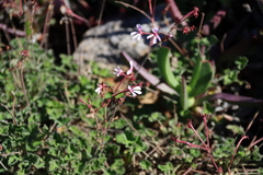 Pelargonium dichondrifolium (Pelargonium dichondrifolium)