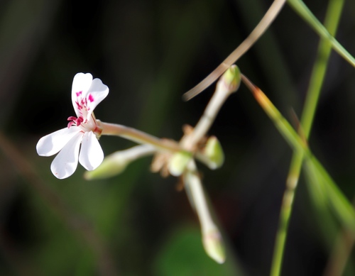 Pelargonium dichondrifolium (Pelargonium dichondrifolium)