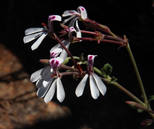 Pelargonium dichondrifolium (Pelargonium dichondrifolium)