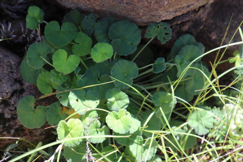Pelargonium dichondrifolium (Pelargonium dichondrifolium)