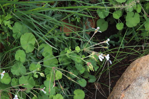 Pelargonium dichondrifolium (Pelargonium dichondrifolium)