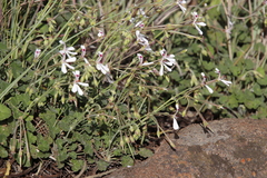 Pelargonium dichondrifolium (Pelargonium dichondrifolium)