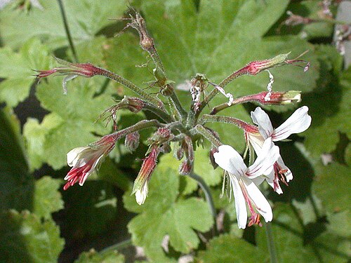 Pelargonium dichondrifolium: Specimen labelled: "Pelargonium reliquifolium. Geraniaceae. Temp S Africa."