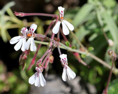 Pelargonium dichondrifolium (Pelargonium dichondrifolium)