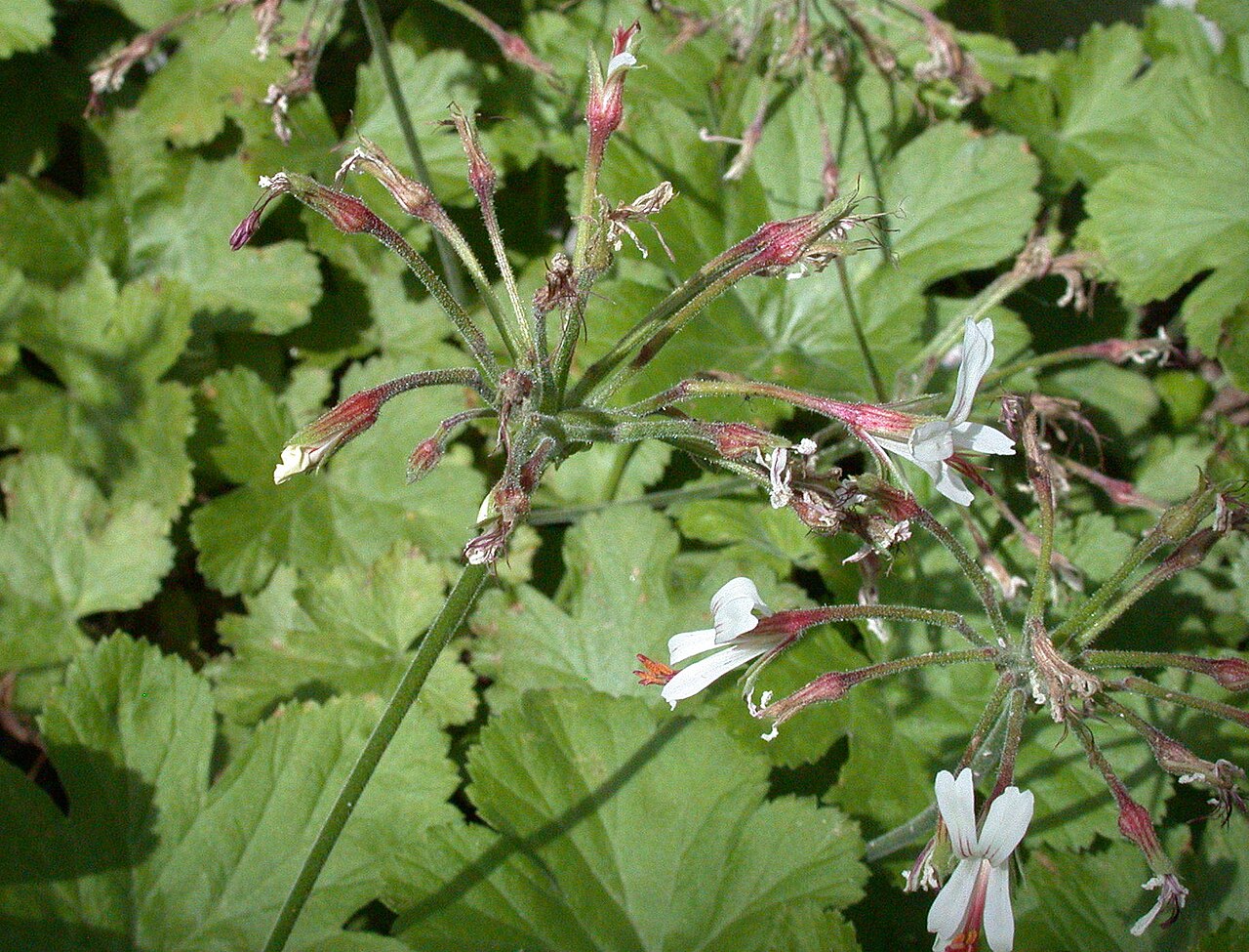 Pelargonium dichondrifolium: Specimen labelled: "Pelargonium reliquifolium. Geraniaceae. Temp S Africa."