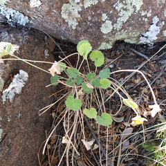 Pelargonium dichondrifolium (Pelargonium dichondrifolium)