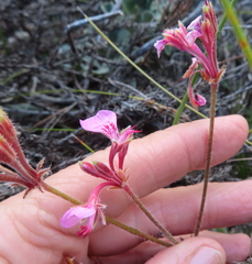 Pelargonium dipetalum (Pelargonium dipetalum)