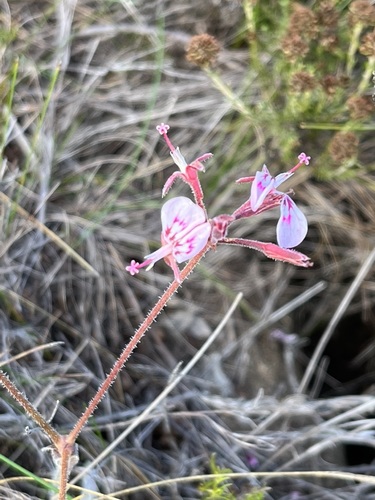 Pelargonium dipetalum (Pelargonium dipetalum)