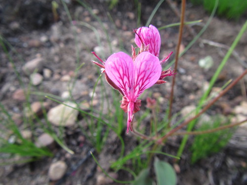 Pelargonium dipetalum (Pelargonium dipetalum)