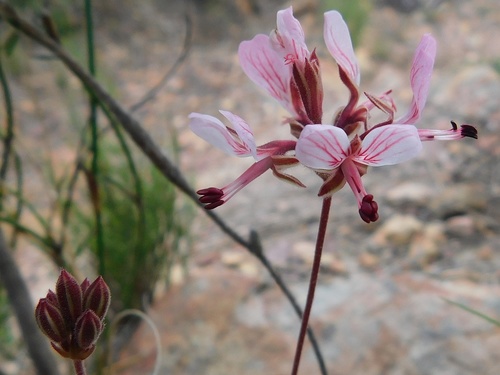 Pelargonium dipetalum (Pelargonium dipetalum)