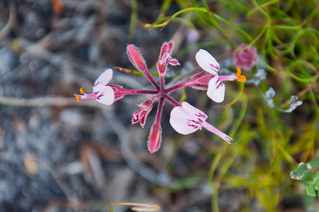 Pelargonium dipetalum (Pelargonium dipetalum)