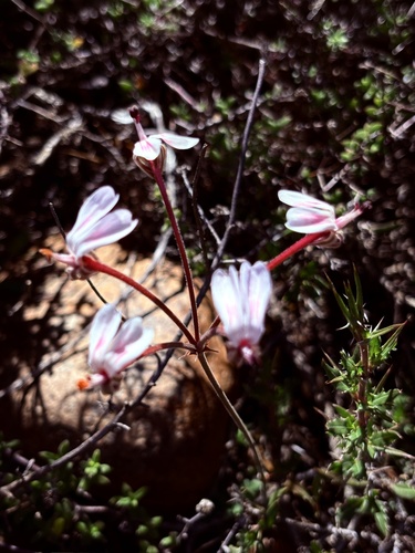 Pelargonium dipetalum (Pelargonium dipetalum)