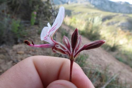 Pelargonium dipetalum (Pelargonium dipetalum)