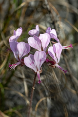 Pelargonium dipetalum (Pelargonium dipetalum)