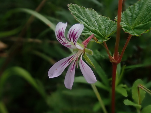 Pelargonium dispar (Pelargonium dispar)