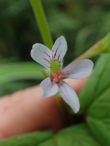 Pelargonium dispar (Pelargonium dispar)
