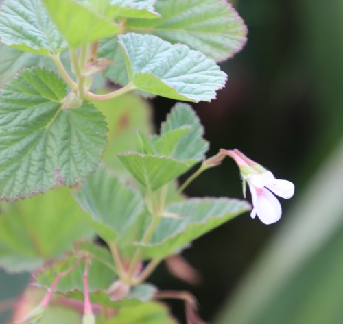Pelargonium dispar (Pelargonium dispar)