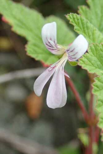 Pelargonium dispar (Pelargonium dispar)