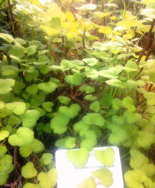 Pelargonium echinatum: Pelargonium echinatum - SA