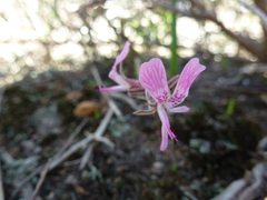 Pelargonium elandsmontanum (Pelargonium elandsmontanum)