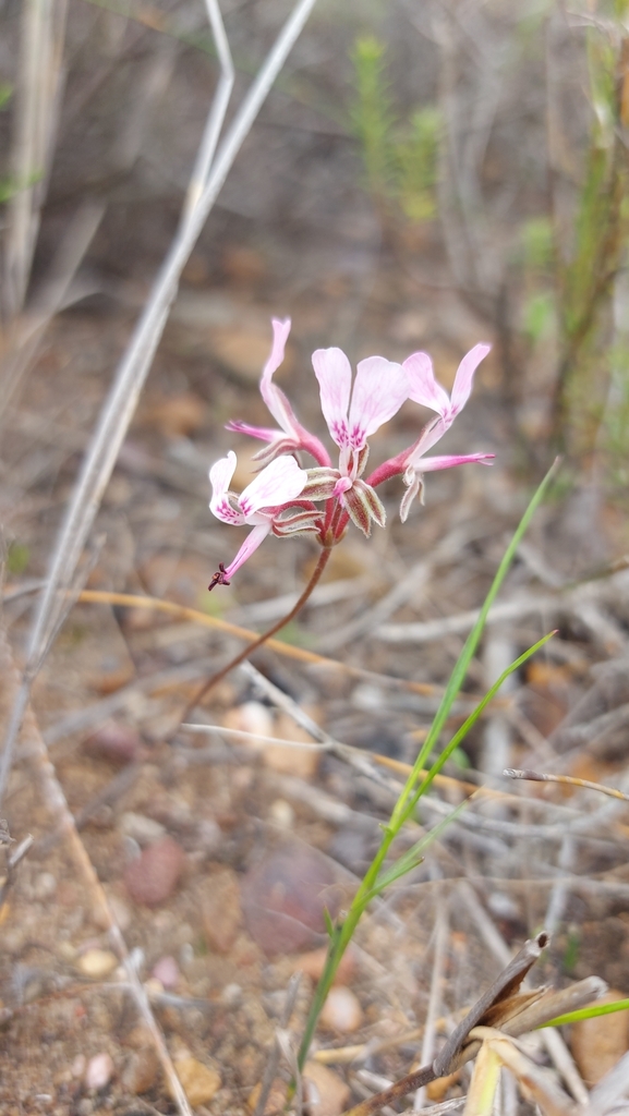 Pelargonium elandsmontanum (Pelargonium elandsmontanum)