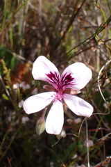 Pelargonium elegans (Pelargonium elegans)